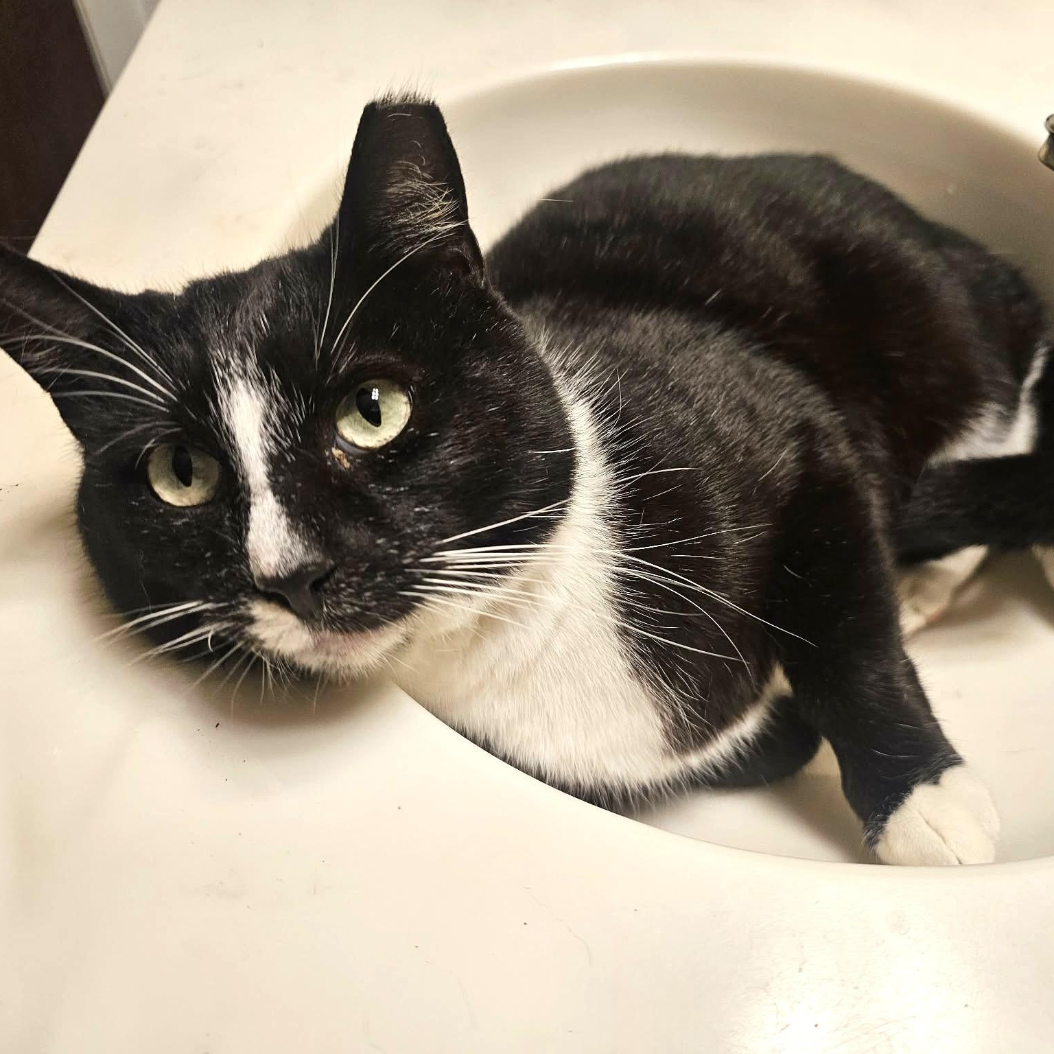 Beautiful & Loving Binx - Your Cat's Best Friend, a Adoptable mixed breed in Seattle, WA image 5/6