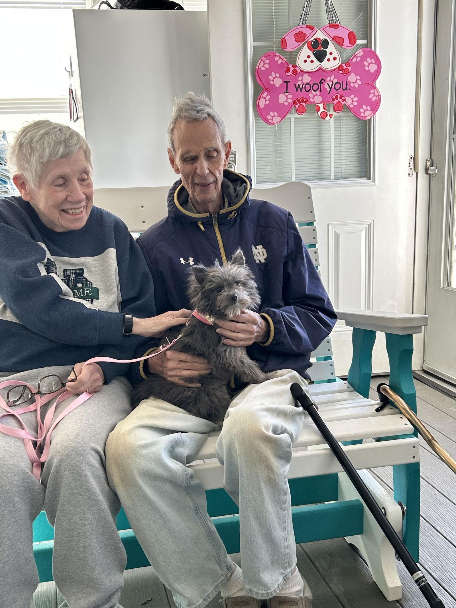 Enlarge Gabby May 25 - In Foster in Rocky Mount, NC, a Adopted Yorkshire Terrier in Pacolet, SC image 1/3