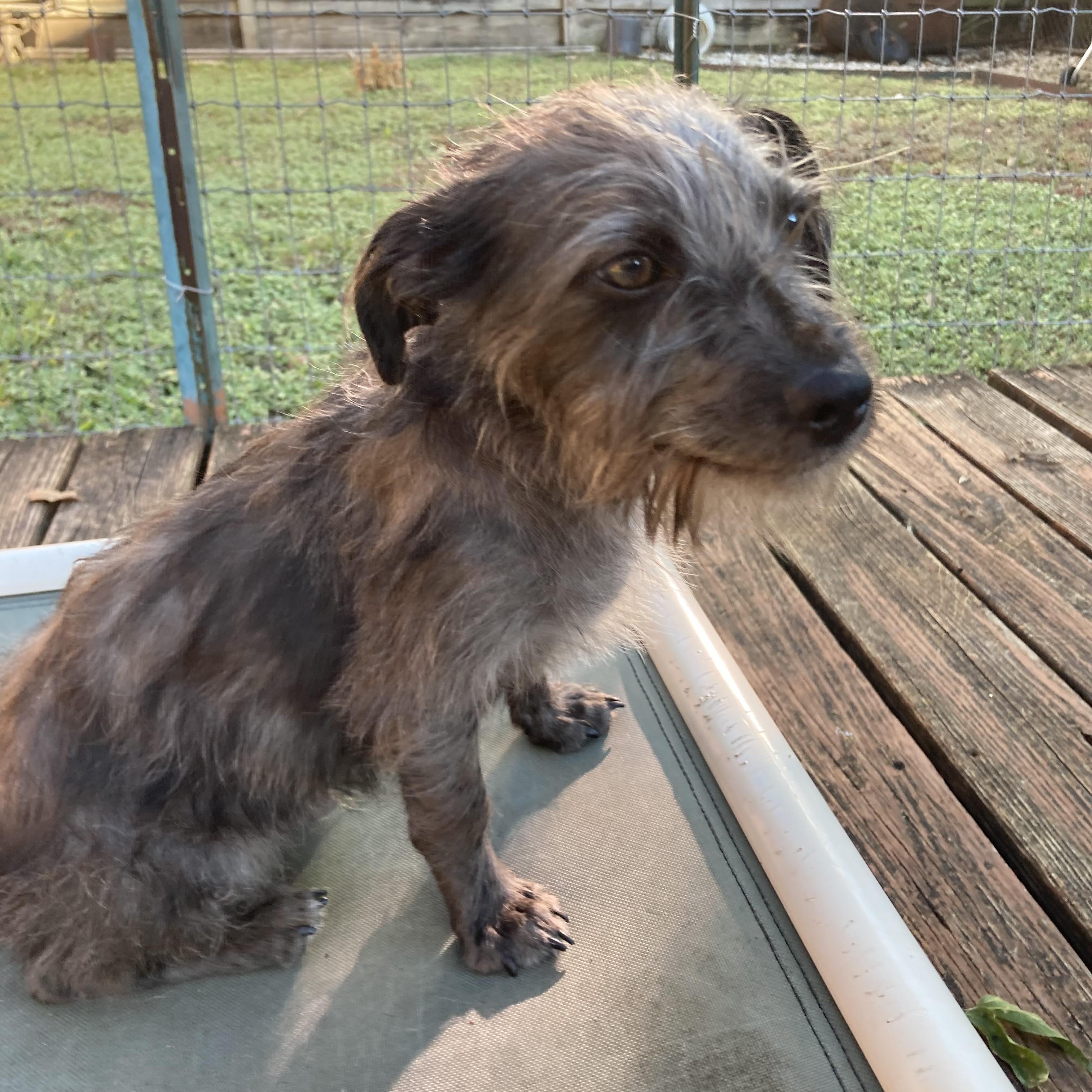 Meet Zev — The Tiny Gentleman with a Big Heart