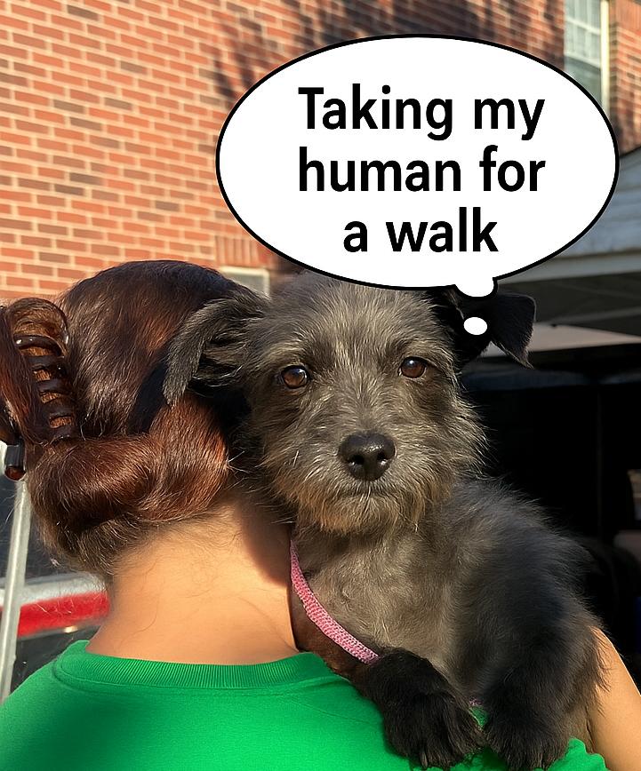 Meet Zev — The Tiny Gentleman with a Big Heart