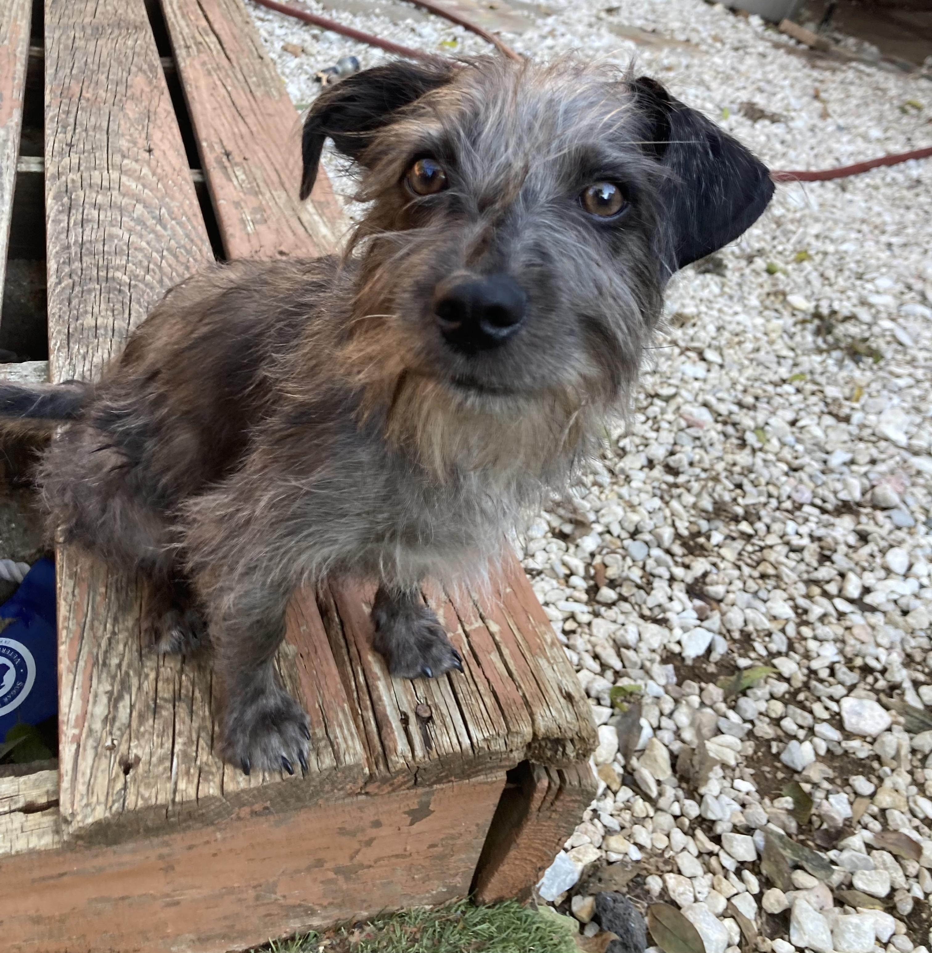 Meet Zev — The Tiny Gentleman with a Big Heart