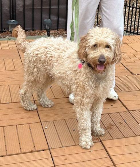 Enlarge NILLA VANILLA  (ohiosdrescue@gmail.com), an adopted Goldendoodle in Elyria, OH image 5/5