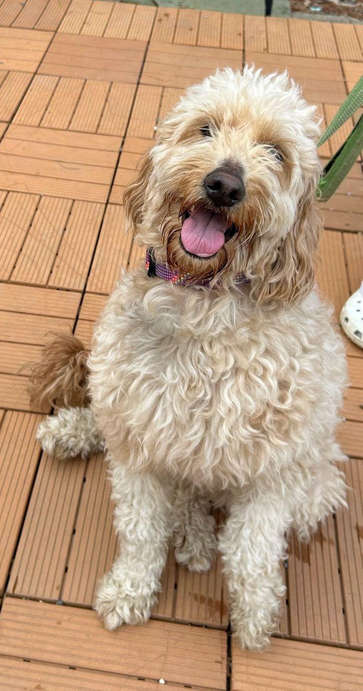 Enlarge NILLA VANILLA  (ohiosdrescue@gmail.com), an adopted Goldendoodle in Elyria, OH image 3/5