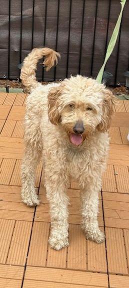 Enlarge NILLA VANILLA  (ohiosdrescue@gmail.com), an adopted Goldendoodle in Elyria, OH image 4/5