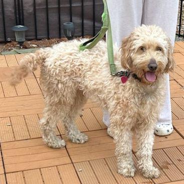 Enlarge NILLA VANILLA  (ohiosdrescue@gmail.com), an adopted Goldendoodle in Elyria, OH image 2/5