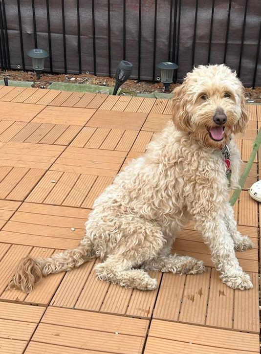 Enlarge NILLA VANILLA  (ohiosdrescue@gmail.com), an adopted Goldendoodle in Elyria, OH image 1/5
