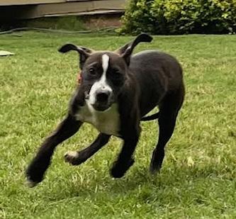 Enlarge Jona, an adopted mixed breed in Cumming, GA image 5/6