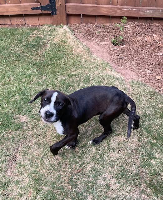Enlarge Jona, a ADOPTABLE mixed breed in Cumming, GA image 3/6