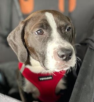 Jona, ADOPTABLE, Puppy Female Labrador Retriever & Boxer.