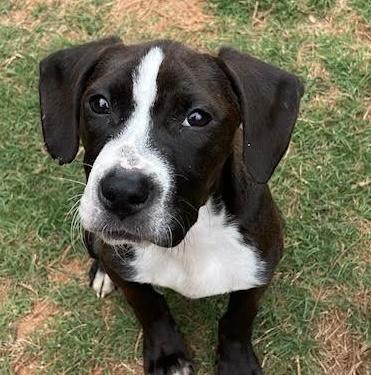 Enlarge Jona, a ADOPTABLE mixed breed in Cumming, GA image 1/6
