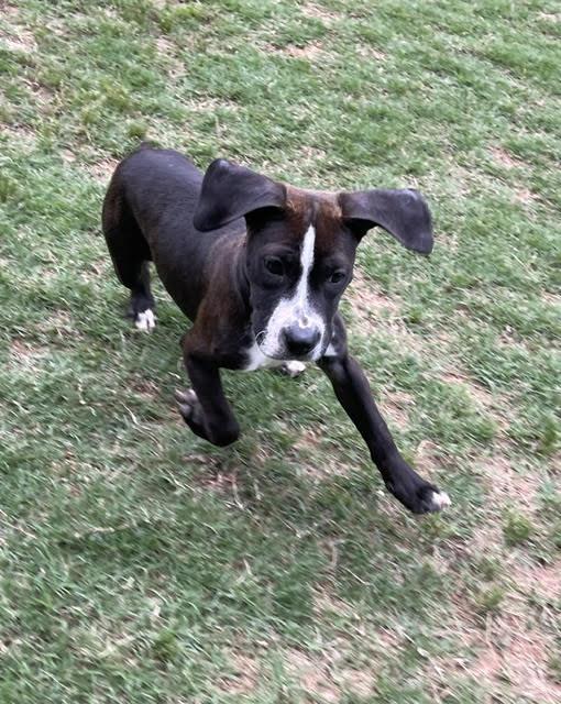 Enlarge Jona, an adopted mixed breed in Cumming, GA image 4/6