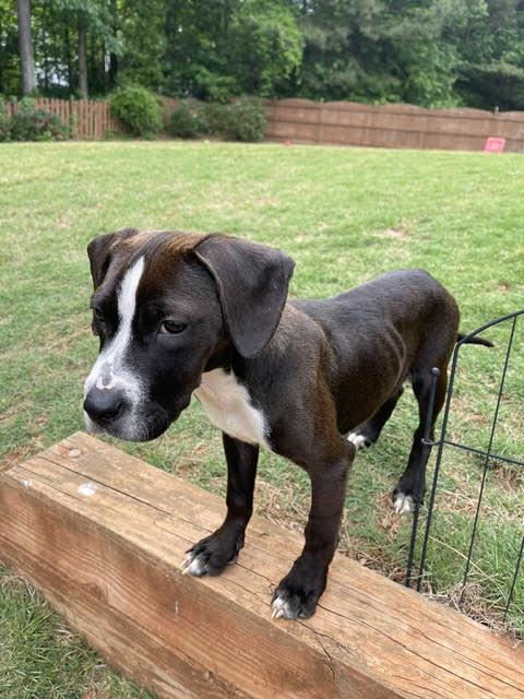 Enlarge Jona, an adopted mixed breed in Cumming, GA image 3/6