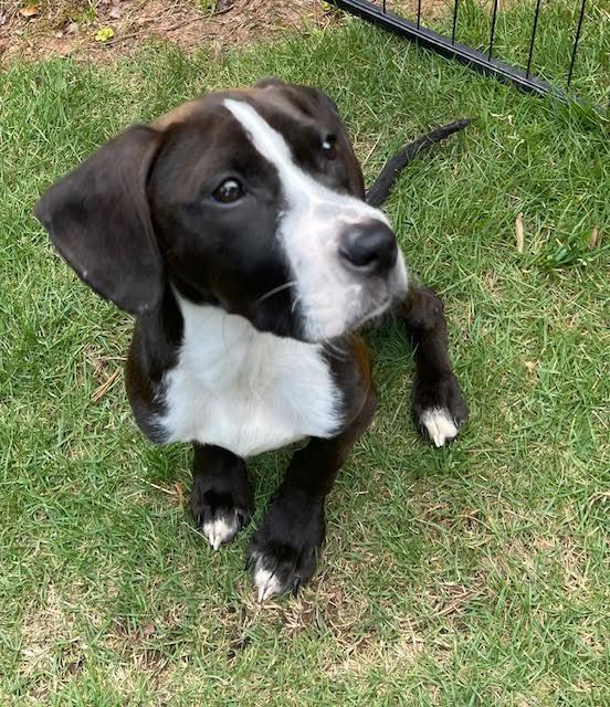 Enlarge Jona, a ADOPTABLE mixed breed in Cumming, GA image 2/6