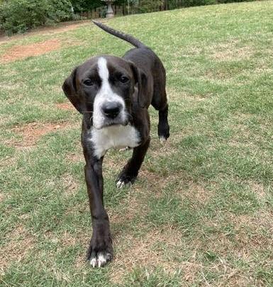 Enlarge Jona, an adopted mixed breed in Cumming, GA image 2/6