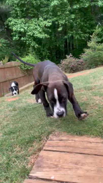 Enlarge Jona, a ADOPTABLE mixed breed in Cumming, GA video 5/6