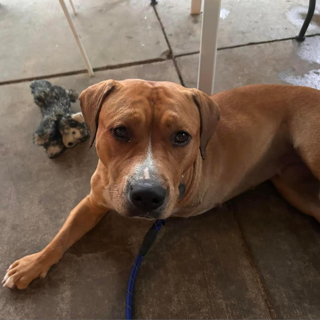 Enlarge Rosalee (Sponsored), a Adoptable mixed breed in East Saint Louis, IL image 1/6