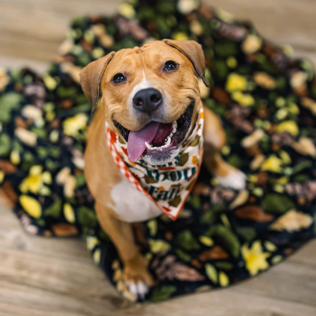 Enlarge Rosalee (Sponsored), a Adoptable mixed breed in East Saint Louis, IL image 2/6