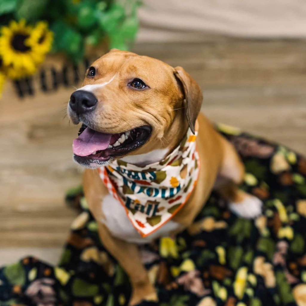 Enlarge Rosalee (Sponsored), a Adoptable mixed breed in East Saint Louis, IL image 3/6