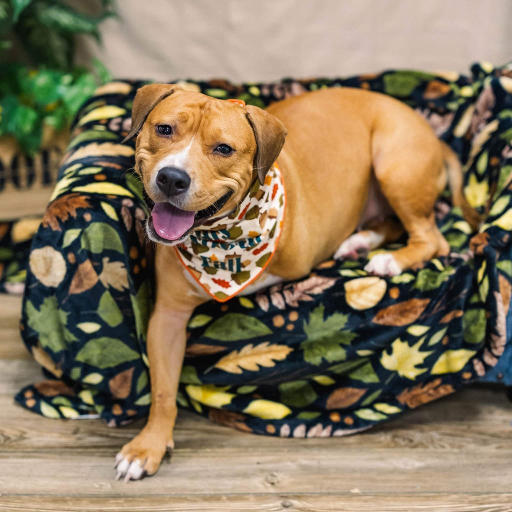 Enlarge Rosalee (Sponsored), a Adoptable mixed breed in East Saint Louis, IL image 5/6