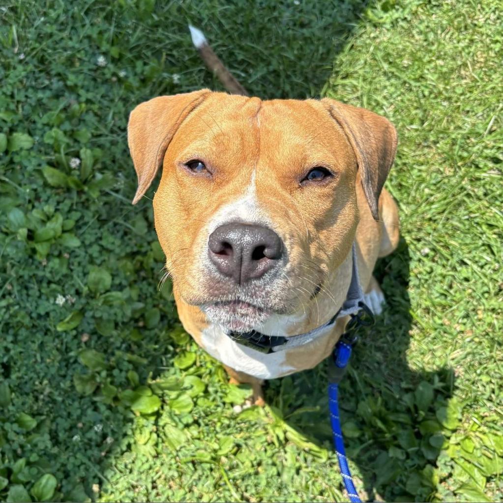 Enlarge Rosalee (Sponsored), a Adoptable mixed breed in East Saint Louis, IL image 6/6