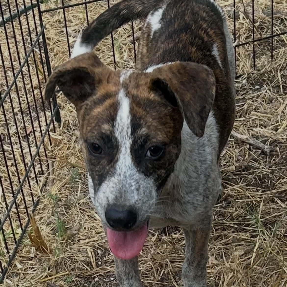 Enlarge Tiger, a Adoptable mixed breed in Moyock, NC image 4/6