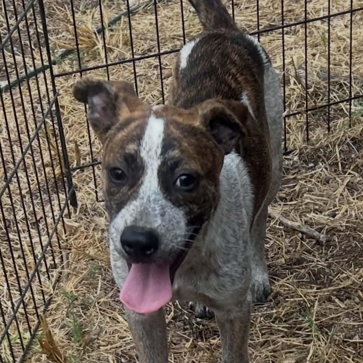 Tiger, Adoptable, Puppy Male Cattle Dog.