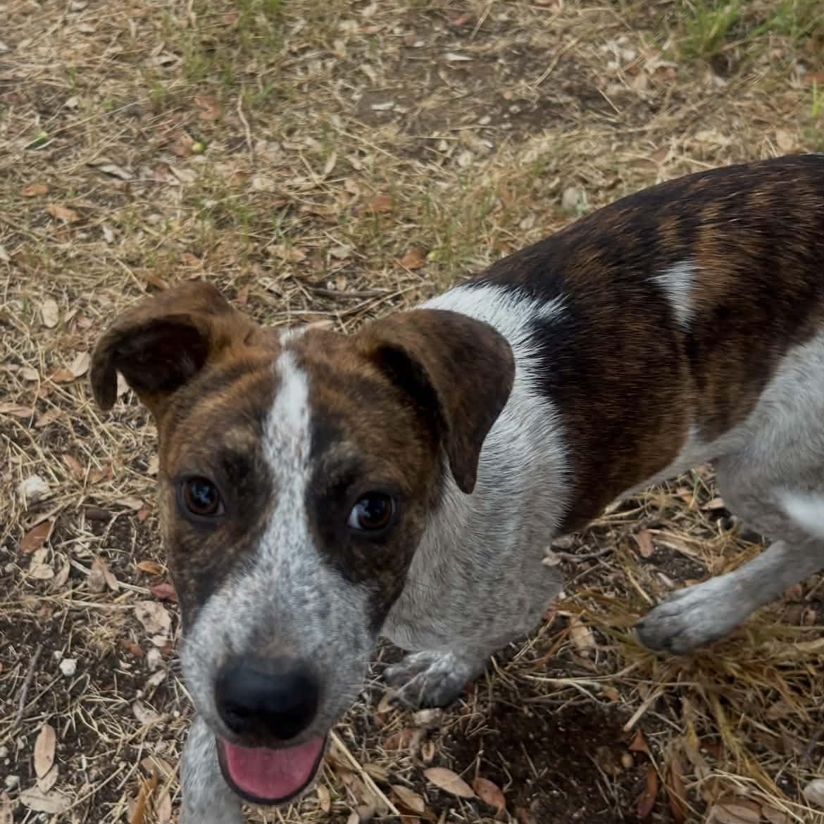Enlarge Tiger, a Adoptable mixed breed in Moyock, NC image 2/6