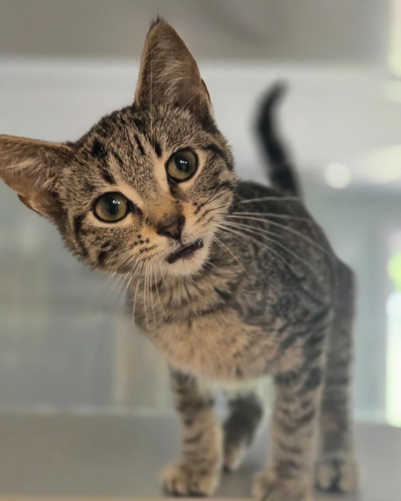 Viola, Adoptable, Kitten Female Domestic Short Hair.