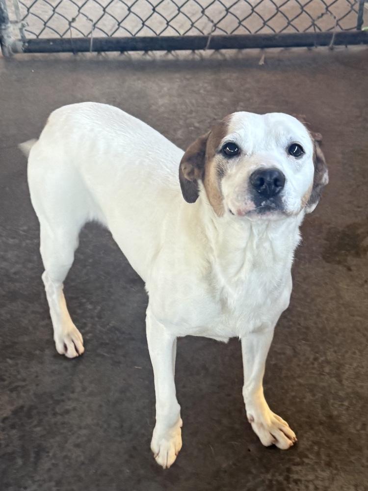 Enlarge Jocko, a Adoptable mixed breed in Bolivar, MO image 1/3