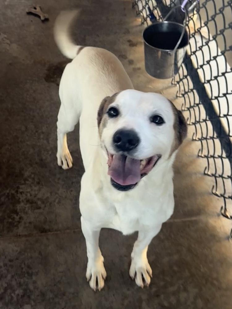 Enlarge Jocko, a Adoptable mixed breed in Bolivar, MO image 2/3