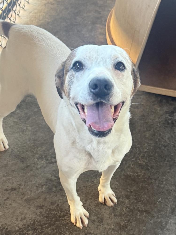 Enlarge Jocko, a Adoptable mixed breed in Bolivar, MO image 3/3