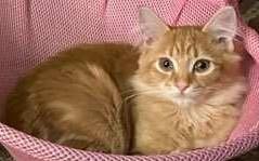 Enlarge Sunshine, a ADOPTABLE mixed breed in Smyrna, DE image 2/3