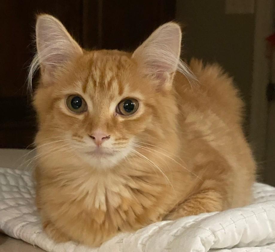 Sunshine, ADOPTABLE, Kitten Male Maine Coon & Domestic Medium Hair.
