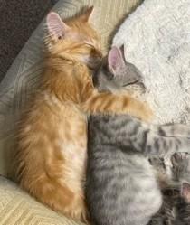 Sunshine thumbnail 3