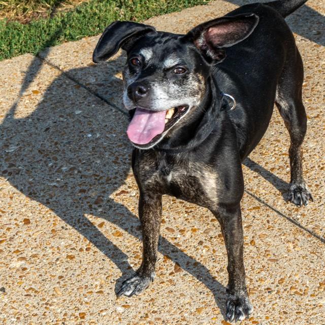 Enlarge ATHENA, a Adoptable mixed breed in Saint Louis, MO image 1/1