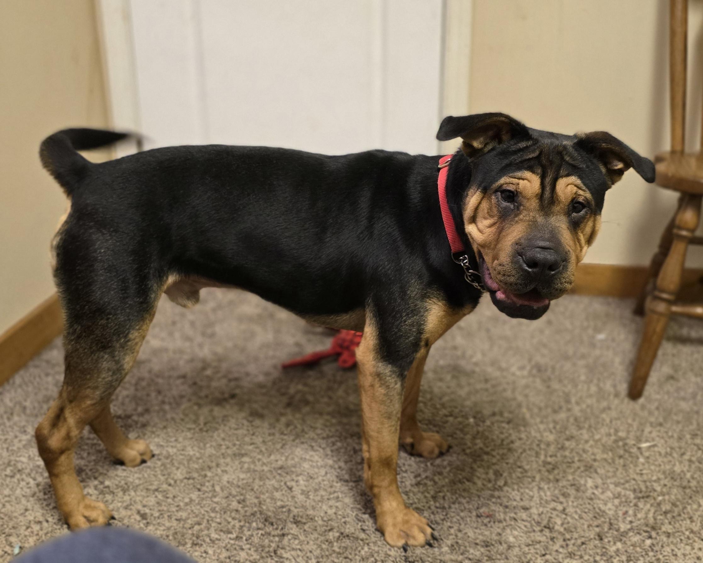 Oscar, a Adoptable Shar-Pei in LaGrange, IN image 1/6