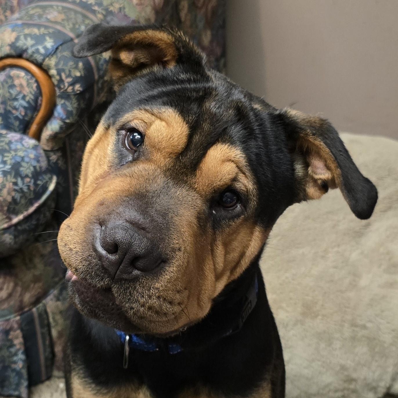 Oscar, Adoptable, Young Male Shar-Pei.