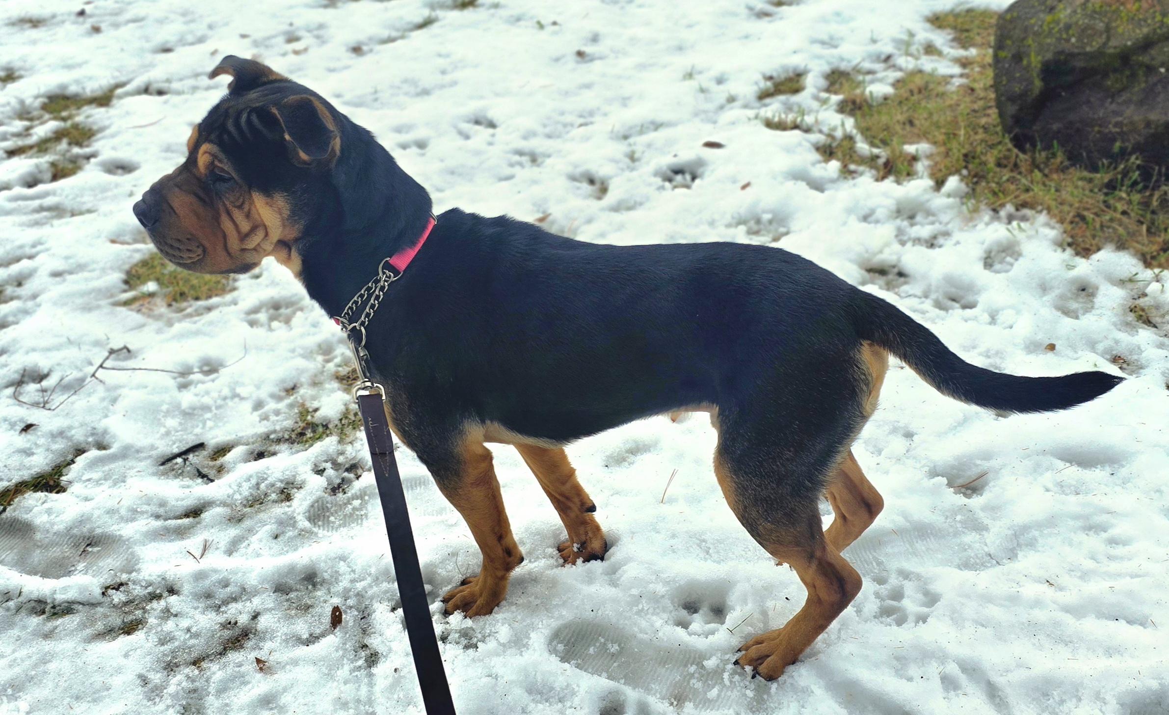 Oscar, a Adoptable Shar-Pei in LaGrange, IN image 2/6