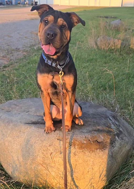 Enlarge Oscar, a Adoptable Shar-Pei in LaGrange, IN video 4/6