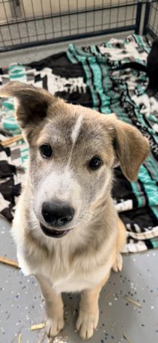 River, Adoptable, Young Male German Shepherd Dog.