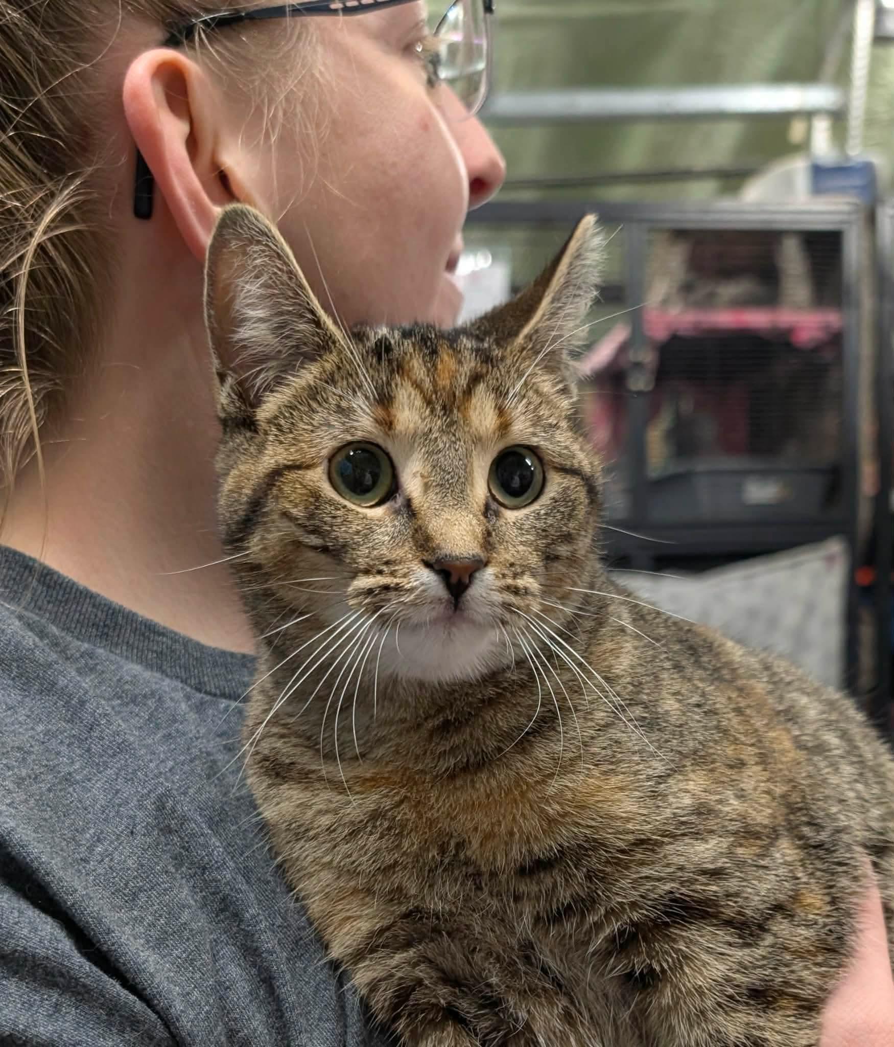 PETUNIA, an adopted Domestic Short Hair in Tillsonburg, ON image 3/5