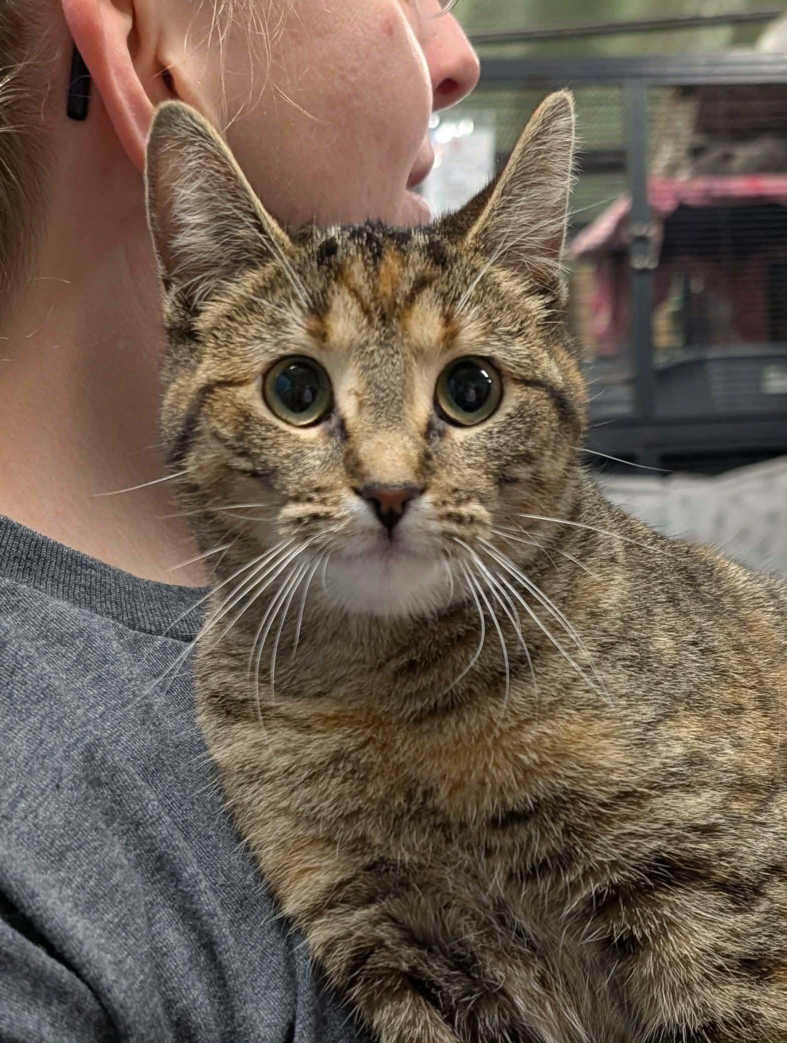 PETUNIA, an adopted Domestic Short Hair in Tillsonburg, ON image 2/5