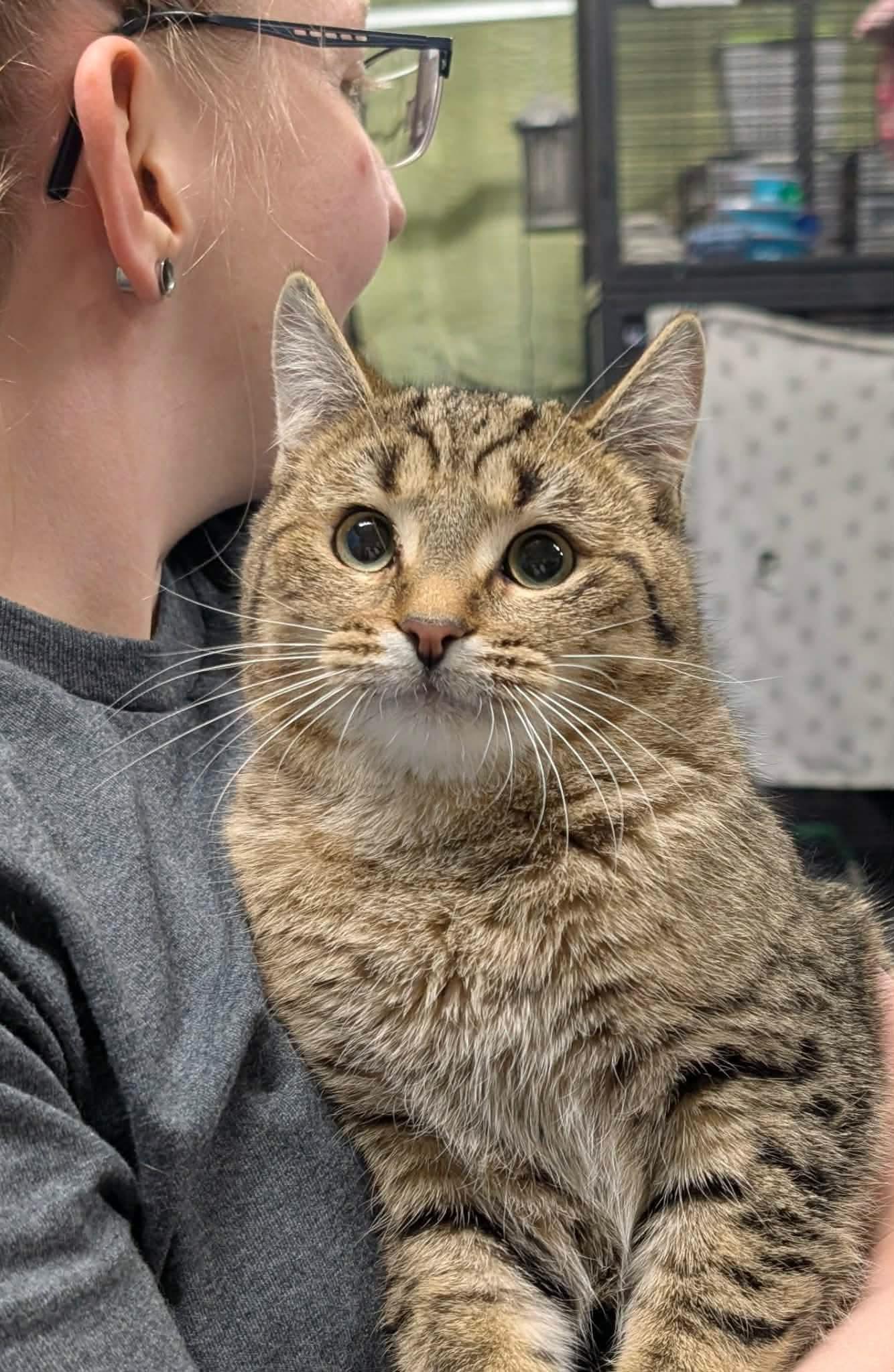 PETUNIA, an adopted Domestic Short Hair in Tillsonburg, ON image 1/5