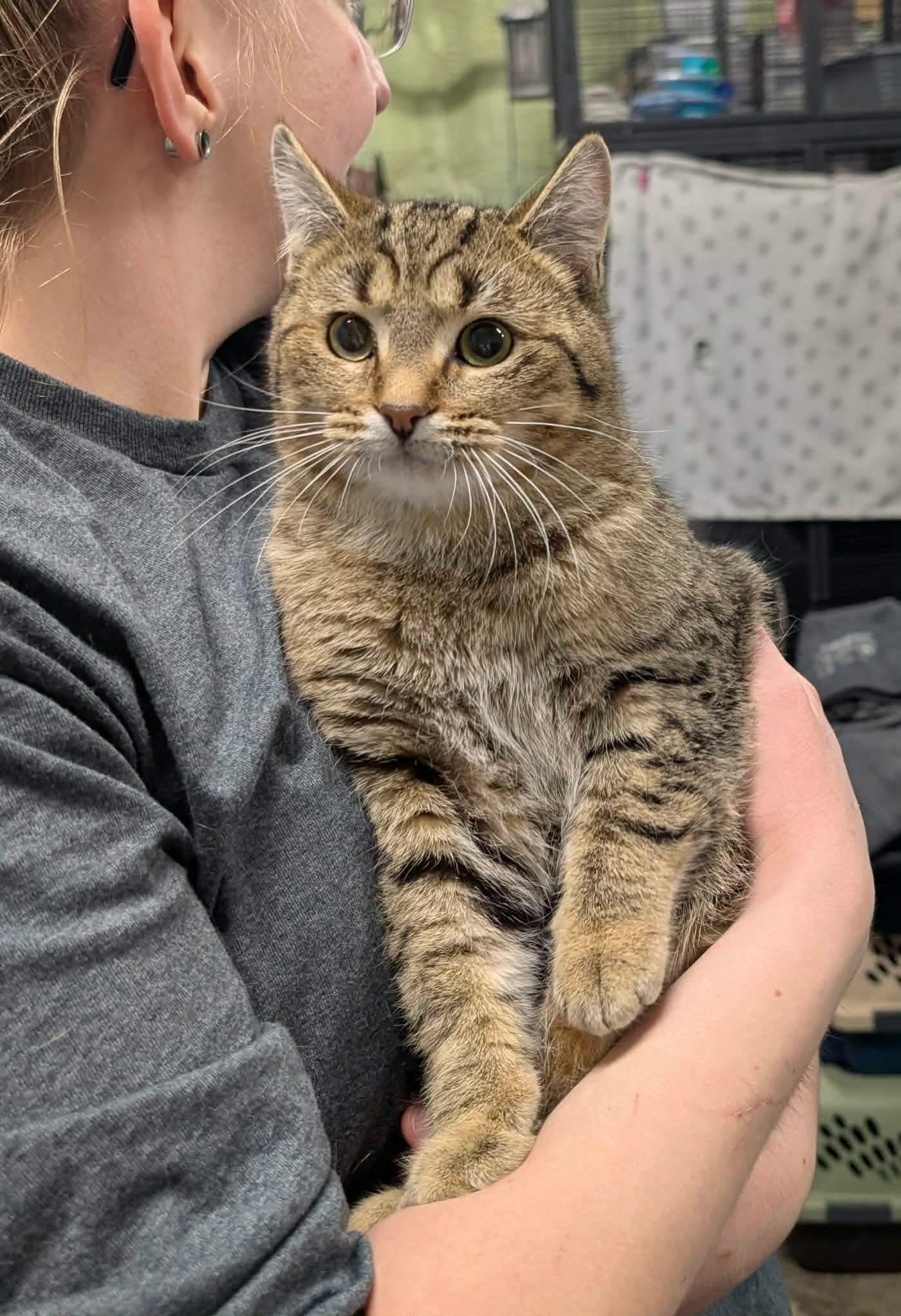 PETUNIA, an adopted Domestic Short Hair in Tillsonburg, ON image 4/5