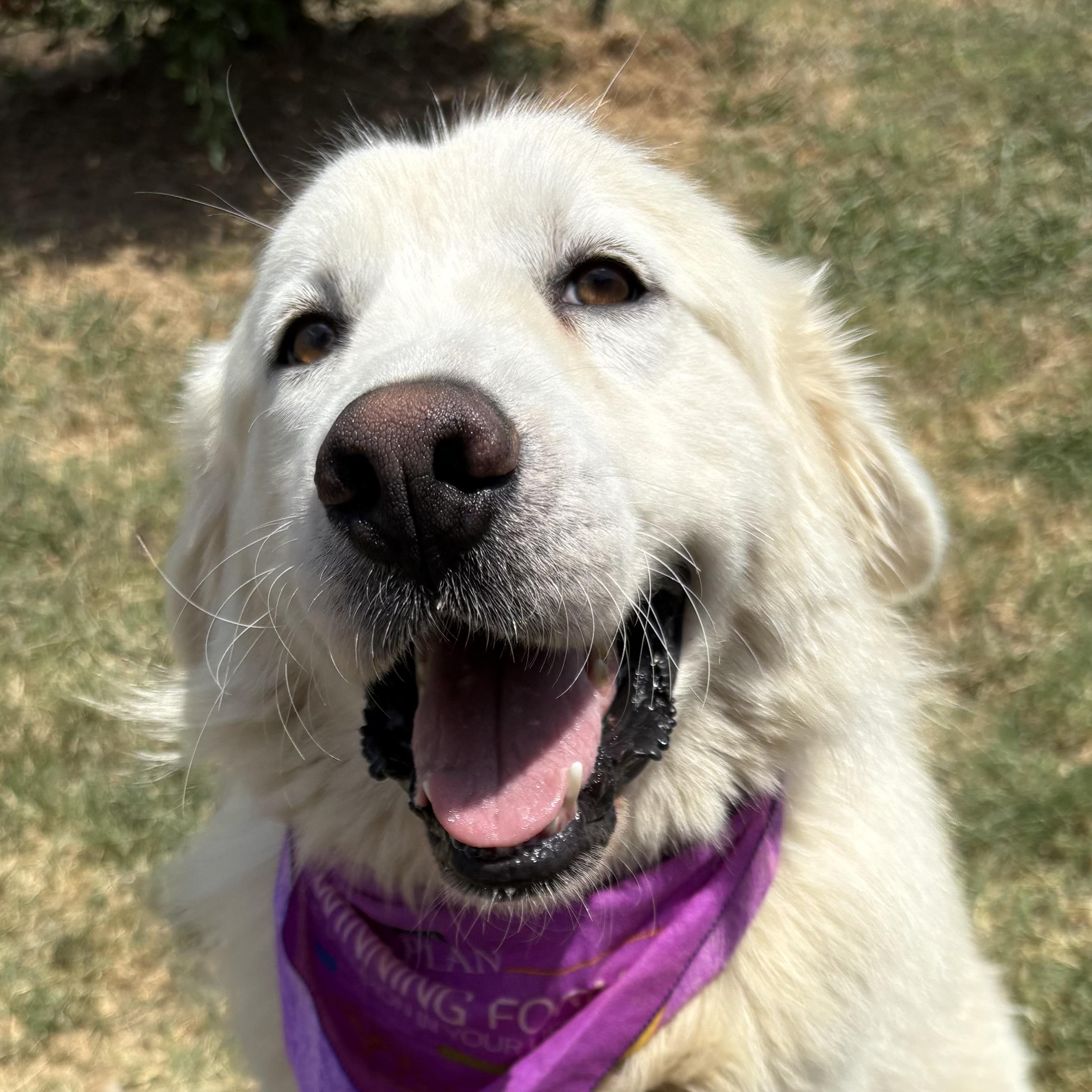 Creamsicle, Adopted, Adult Male Great Pyrenees.