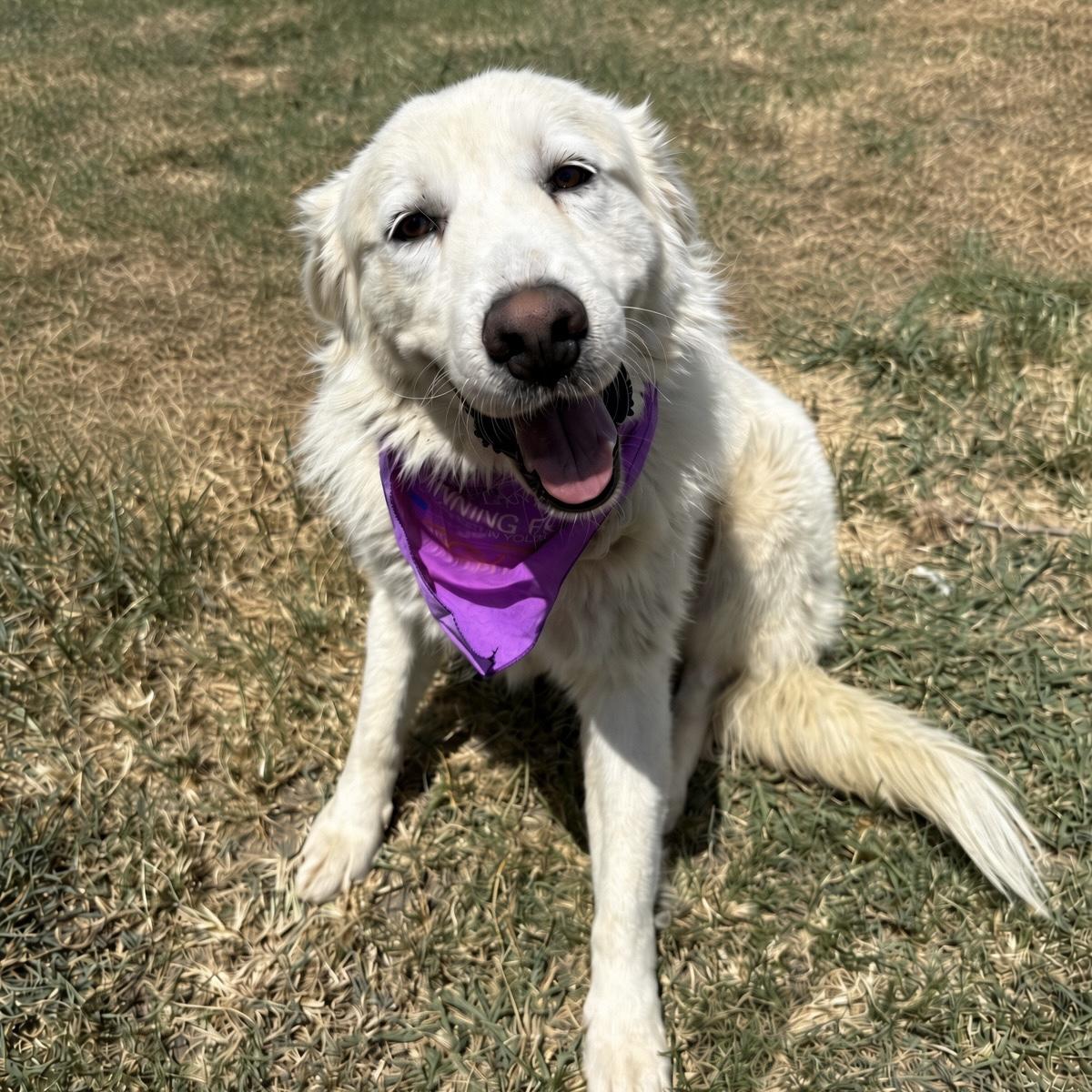 Enlarge Creamsicle, a Adopted mixed breed in Pilot Point, TX image 2/2