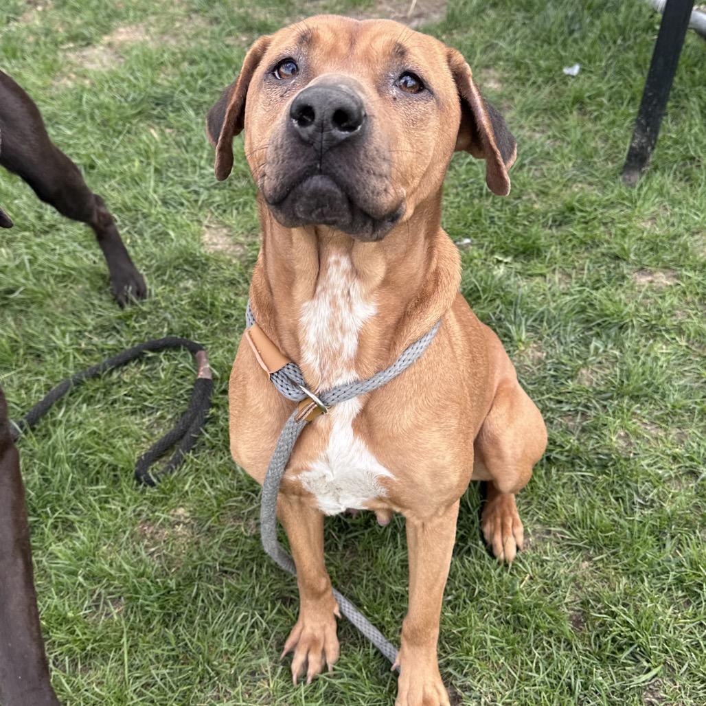 Ruby, Adoptable, Adult Female Black Mouth Cur & Mixed Breed.