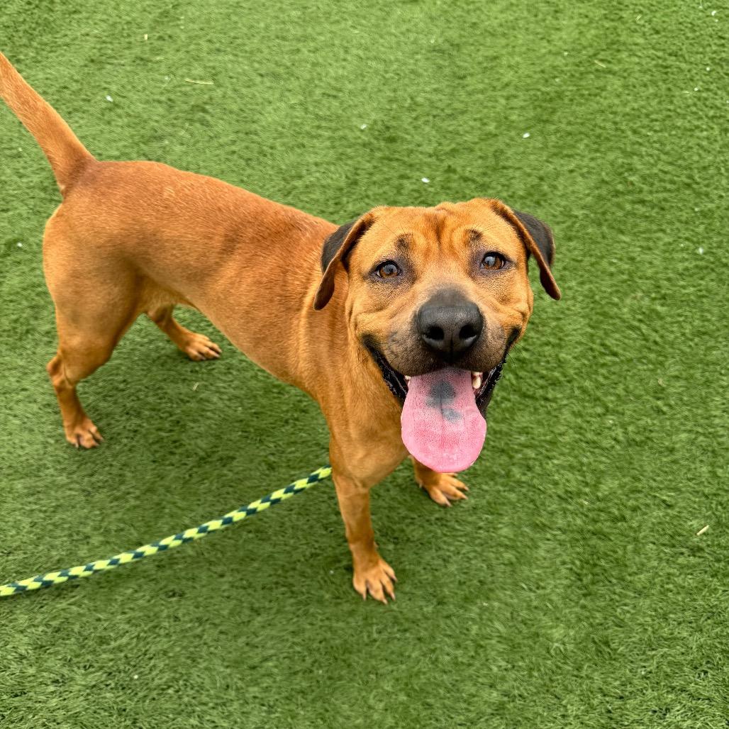 Enlarge Ruby, a Adoptable mixed breed in Canton, IL image 2/6