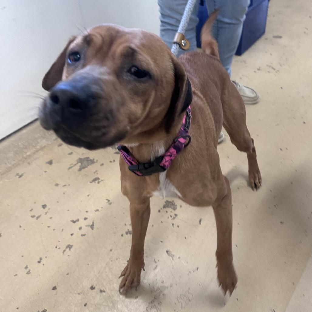 Enlarge Ruby, a Adoptable mixed breed in Canton, IL image 3/6