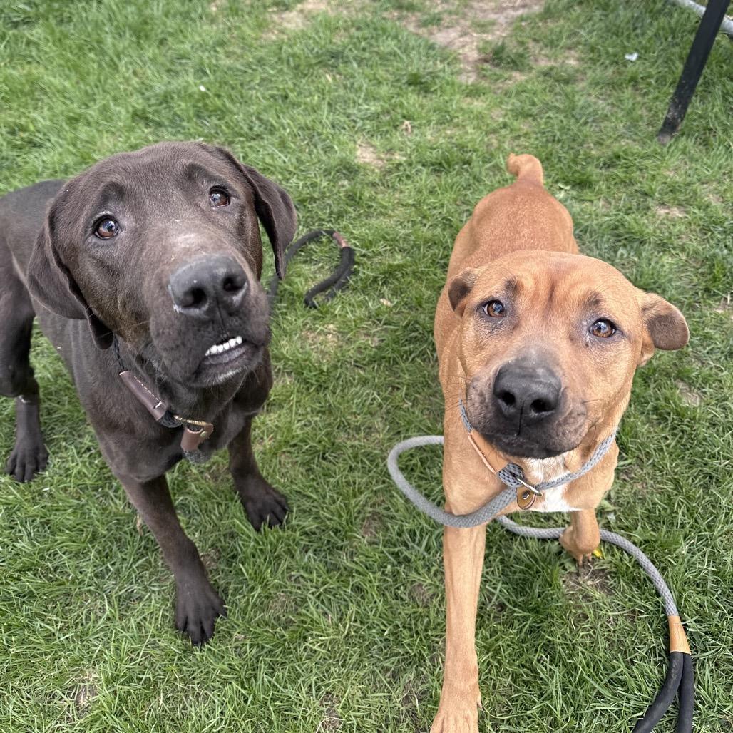 Enlarge Ruby, a Adoptable mixed breed in Canton, IL image 4/6